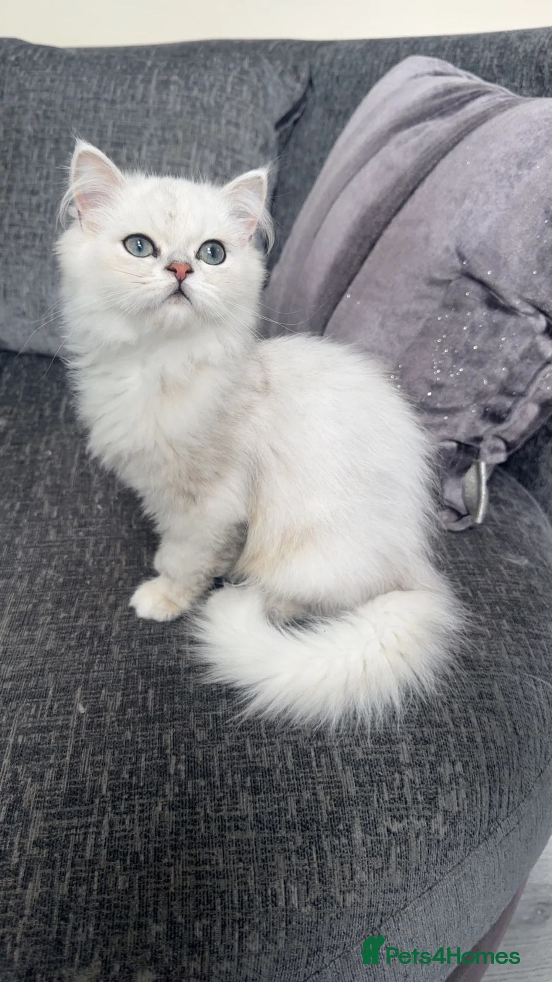 Persian cats for sale: Persian kitten Vaccinated & Chipped in Blackburn - Advert 1