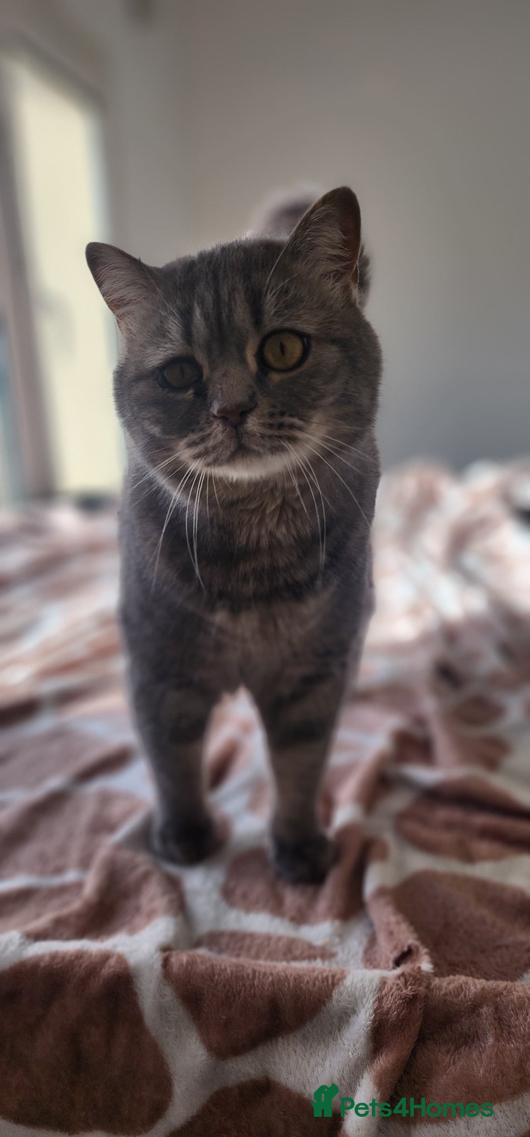 Mixed Breed cats for sale: Baby Amlah looking for his forever home! - Advert 1