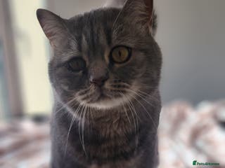 Mixed Breed cats Baby Amlah looking for his forever home! - Advert 1