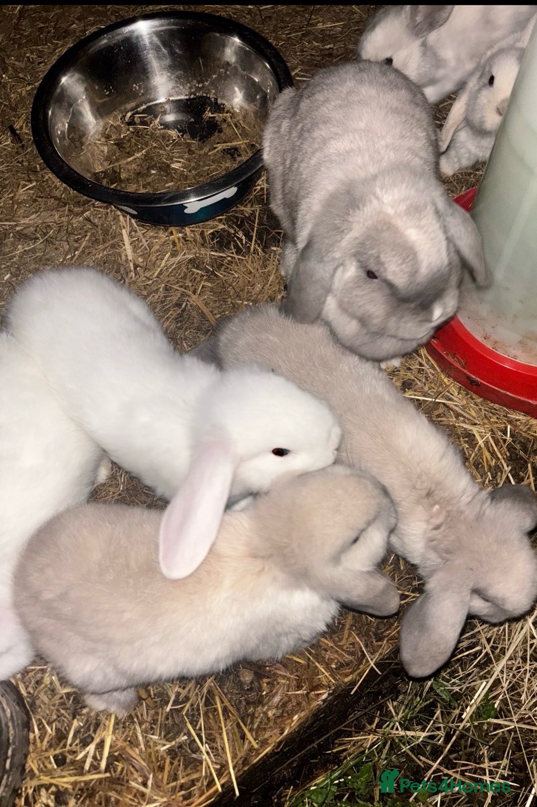 Mini Lop rabbits for sale: beautiful baby mini lops - mixed sex litter - Advert 5