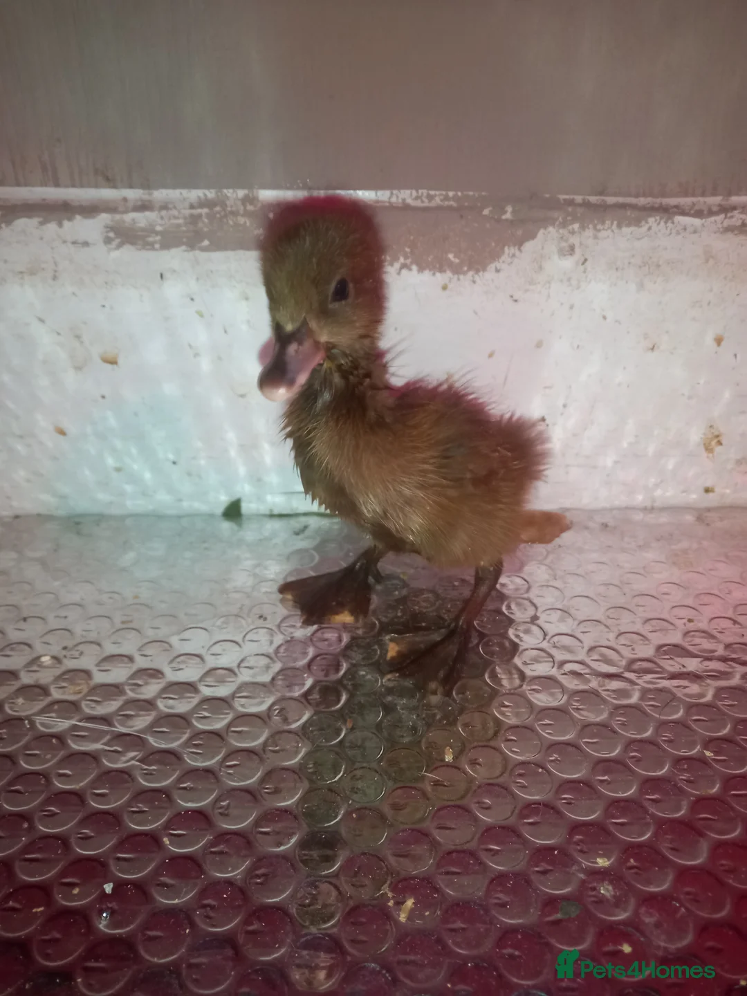 Ducks poultry for sale: Ducklings for sale - Advert 1