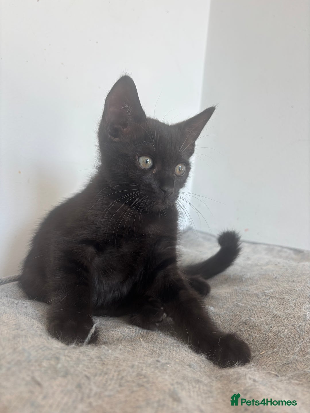 Bengal cats for sale: Two Bengal blue/melanistic kittens - Image 9