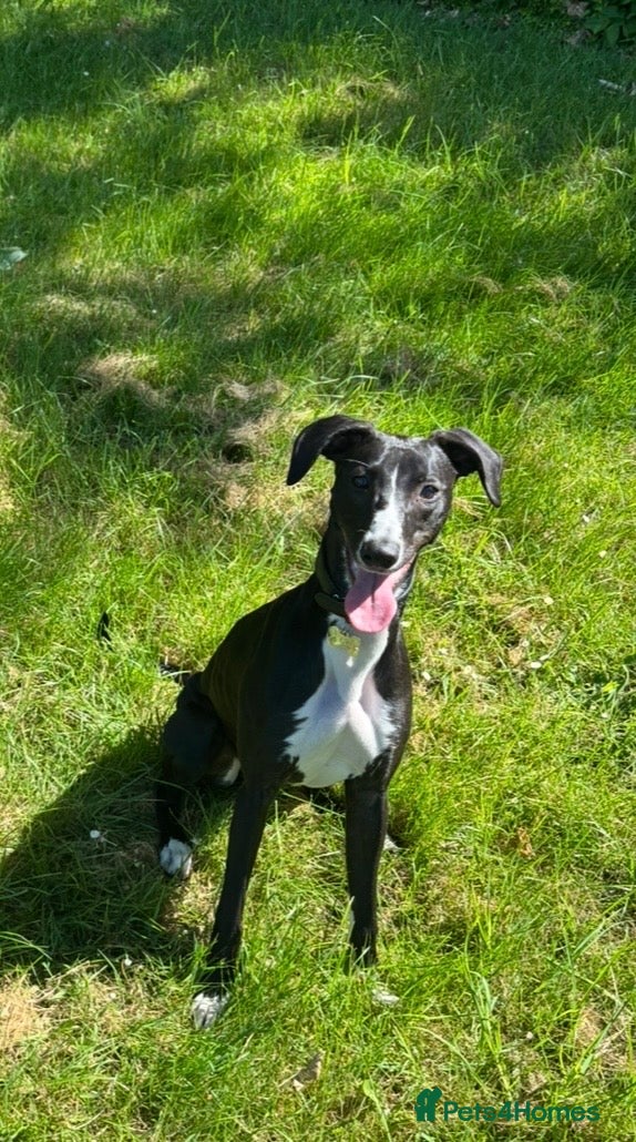 Lurcher dogs 8 month old lurcher girl - Advert 2