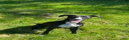 Lurcher dogs for sale: 8 month old lurcher girl in Basingstoke - Advert 1