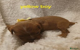 Cavalier King Charles Spaniel dogs for sale: Health tested Cavalier King Charles  - Image 24