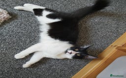 Mixed Breed cats for sale: beautiful 3mth old kittens 2 female ready to go - Image 2