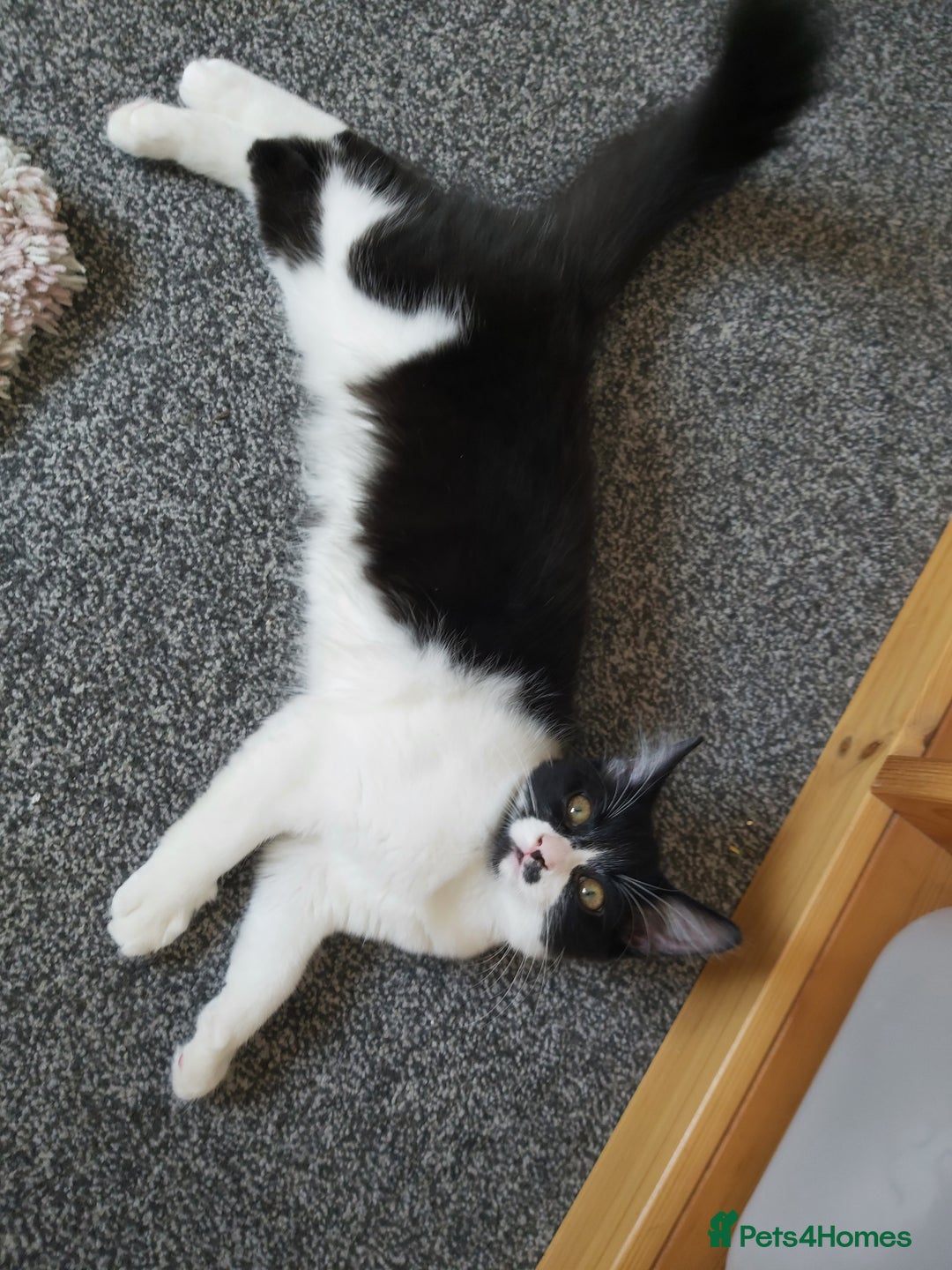 Mixed Breed cats for sale: beautiful 3mth old kittens 2 female ready to go - Image 2