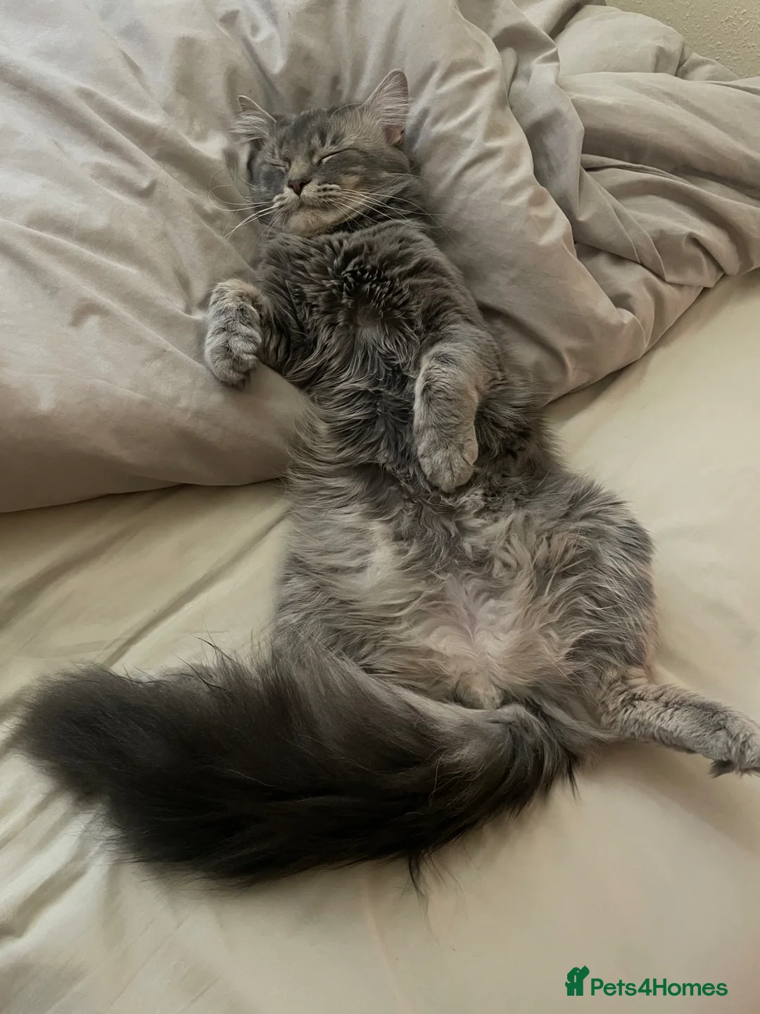 British Longhair cats for sale: Last 2 little boys  - Advert 8