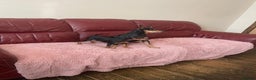 Miniature Pinscher dogs for sale: Beautiful Miniature Pinscher . - Advert 13