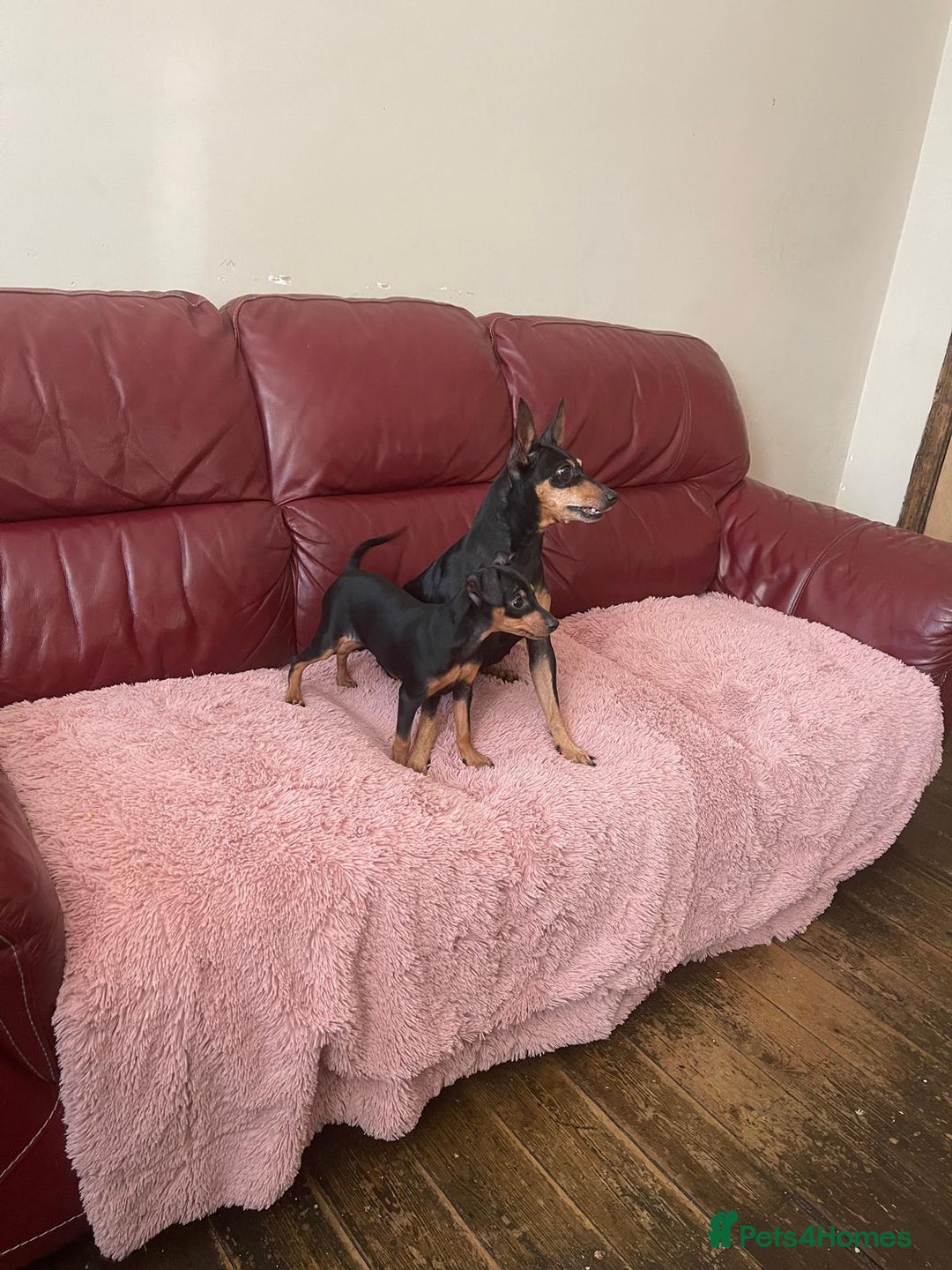 Miniature Pinscher dogs for sale: Beautiful Miniature Pinscher . - Advert 13