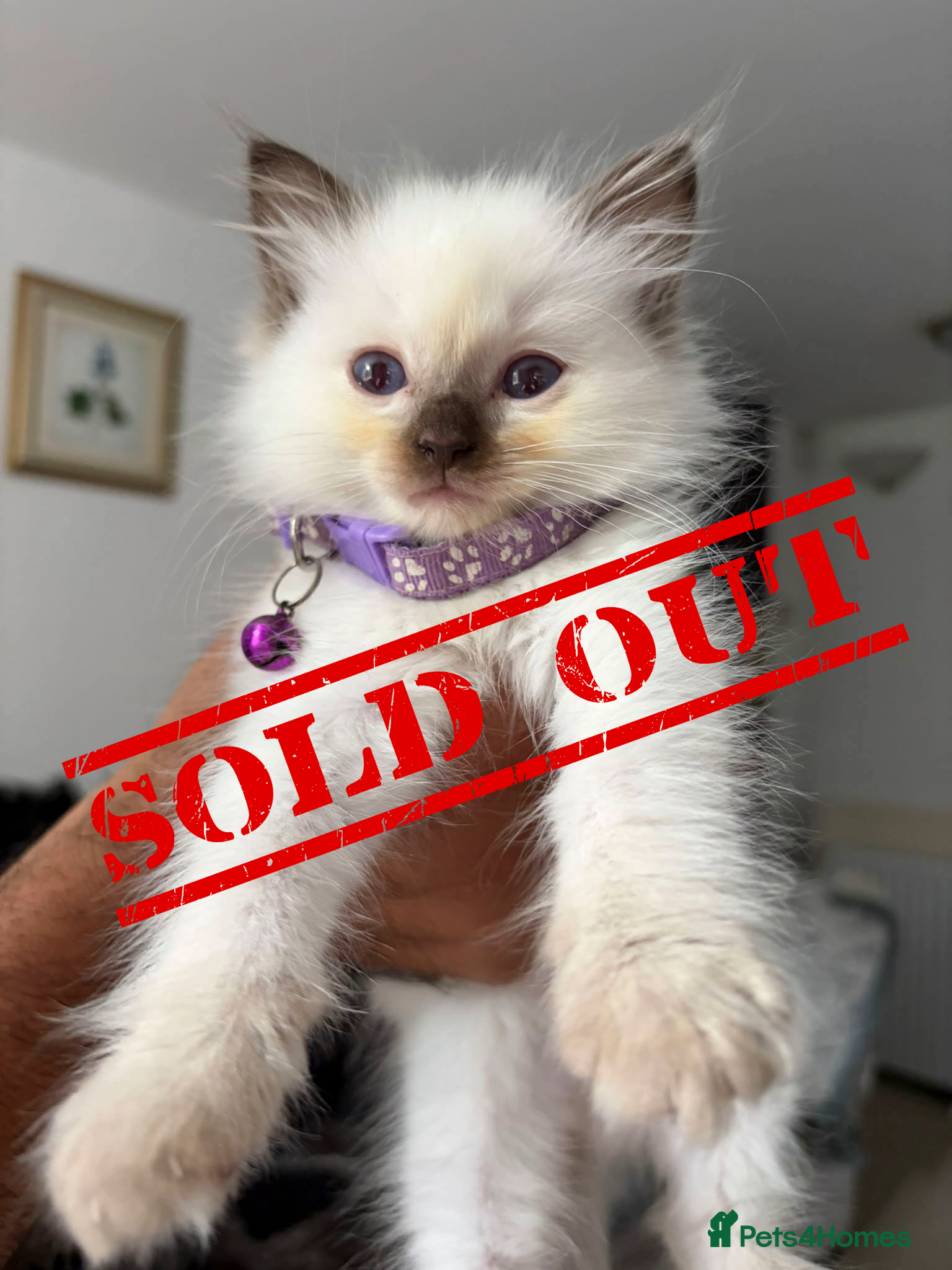 Ragdoll cats 🐾Beautiful Ragdoll Kittens – Championship Lines🐾 - Advert 2