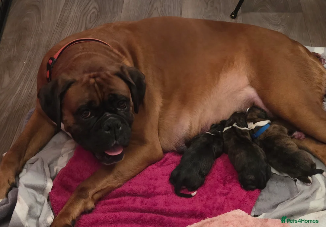 Boxer dogs for sale: 3 Brindle Puppies Available - Advert 9