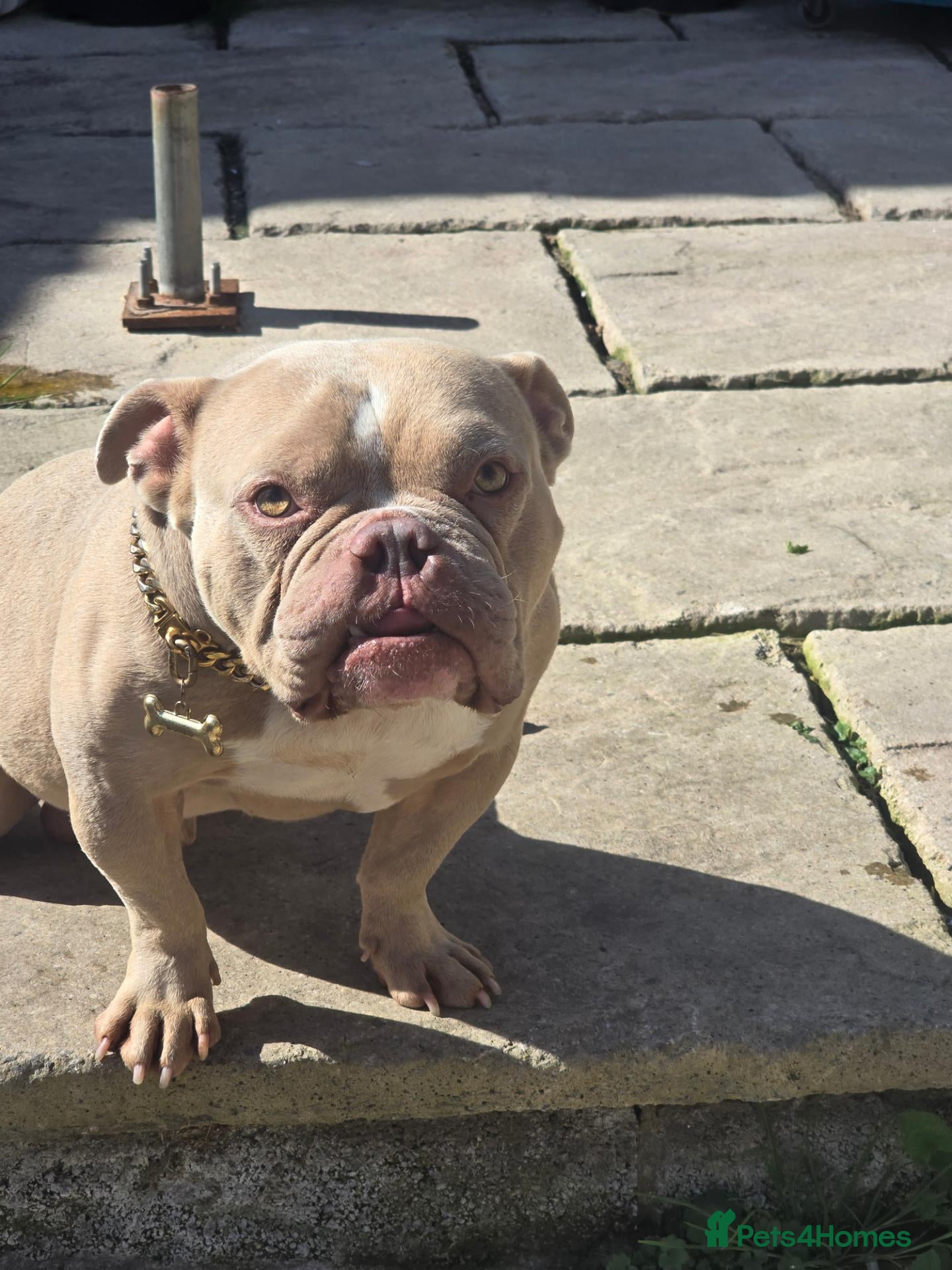 American Bully dogs 3 years old American pocket bully for sale - Advert 4