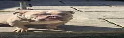 American Bully dogs for sale: 3 years old American pocket bully for sale - Advert 1