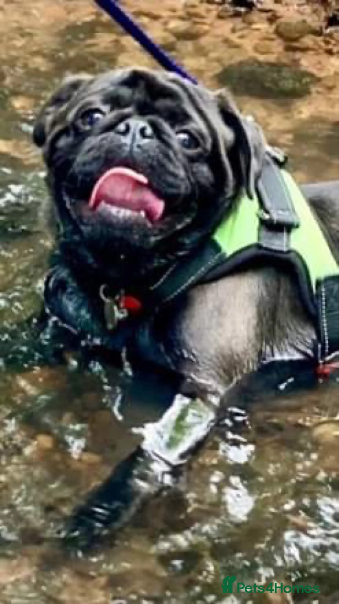 Pug dogs for stud: ❤️ DUD THE STUD 💋 in Exeter - Advert 2