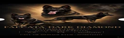 German Shepherd dogs for stud: German shepherd proven stud fully health tested  in Doncaster - Advert 1