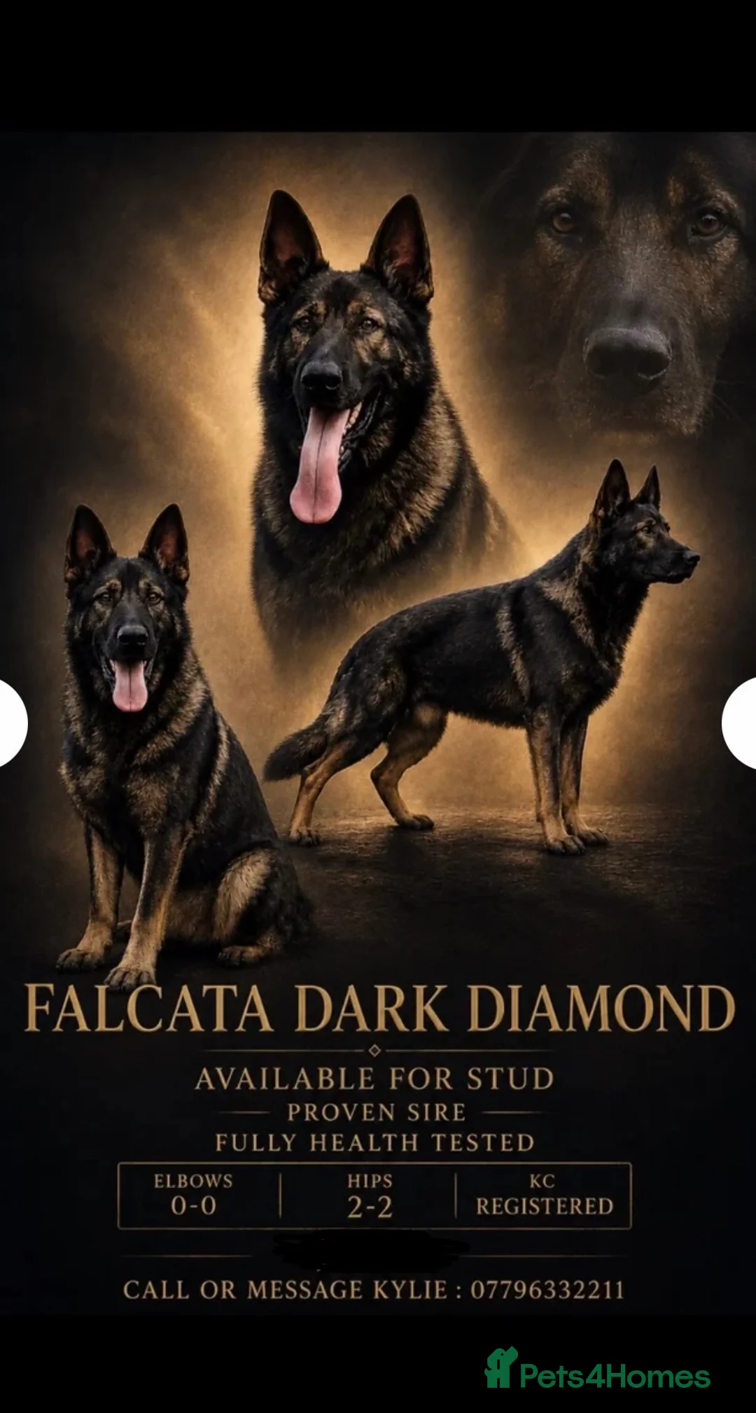 German Shepherd dogs for stud: German shepherd proven stud fully health tested  in Doncaster - Advert 1