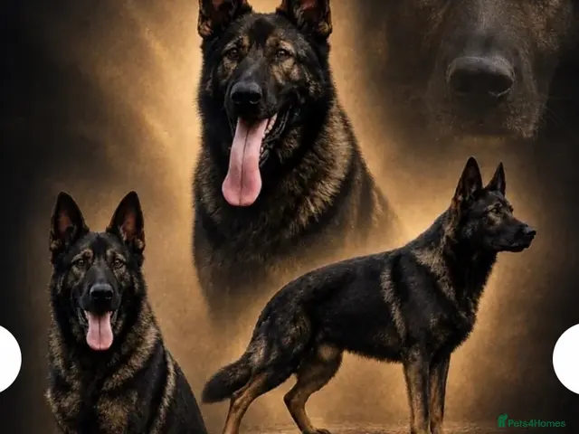 German Shepherd dogs for stud: German shepherd fully health tested proven stud - Advert 1