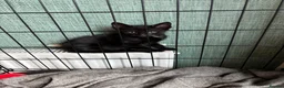 Mixed Breed cats for sale: Adorable cute kittens - Advert 10