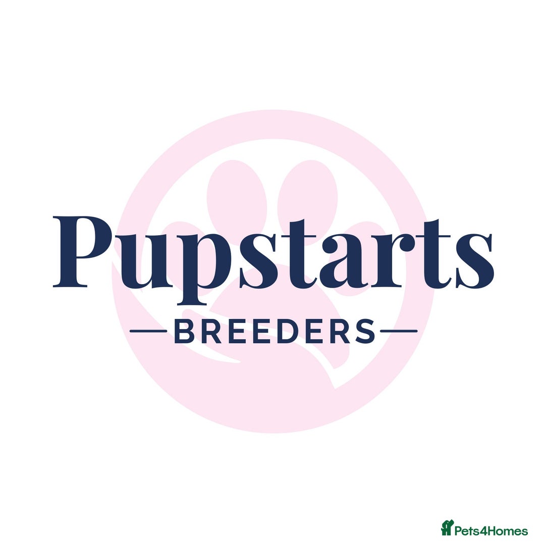 English Springer Spaniel dogs for sale: KC reg, Working Springer spaniel puppies - Image 12