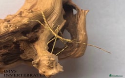 Stick Insects invertebrates for sale: X5 THAI BEAUTY STICK INSECTS HAPPY TO SHIP!! - Image 1