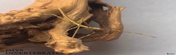 Stick Insects invertebrates for sale: X5 THAI BEAUTY STICK INSECTS HAPPY TO SHIP!! - Advert 1