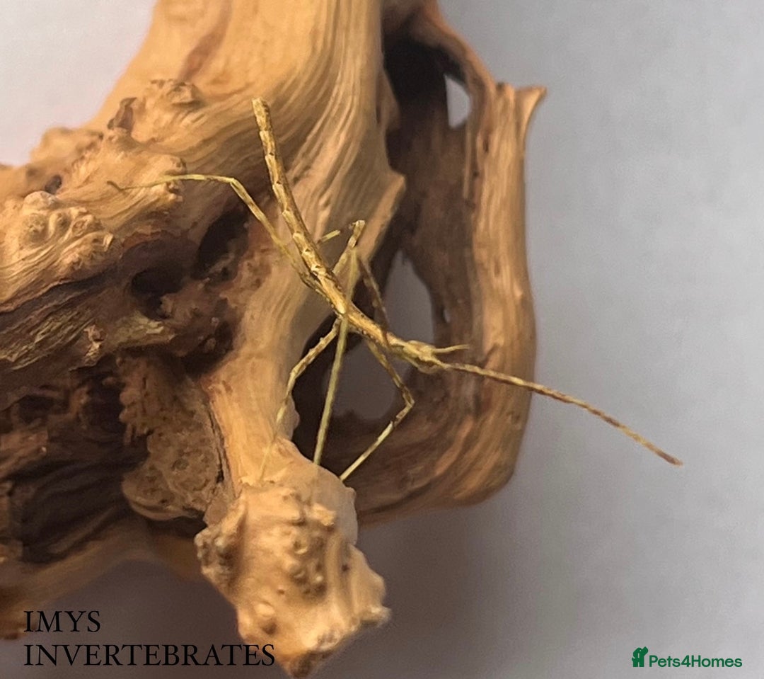 Stick Insects invertebrates for sale: X5 THAI BEAUTY STICK INSECTS HAPPY TO SHIP!! - Image 1