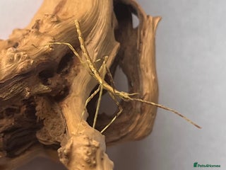 Stick Insects invertebrates - Advert 20