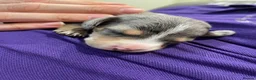 Miniature Dachshund dogs for sale: Beautiful Purebred Miniature Dachshund Puppies 🐾 - Advert 7