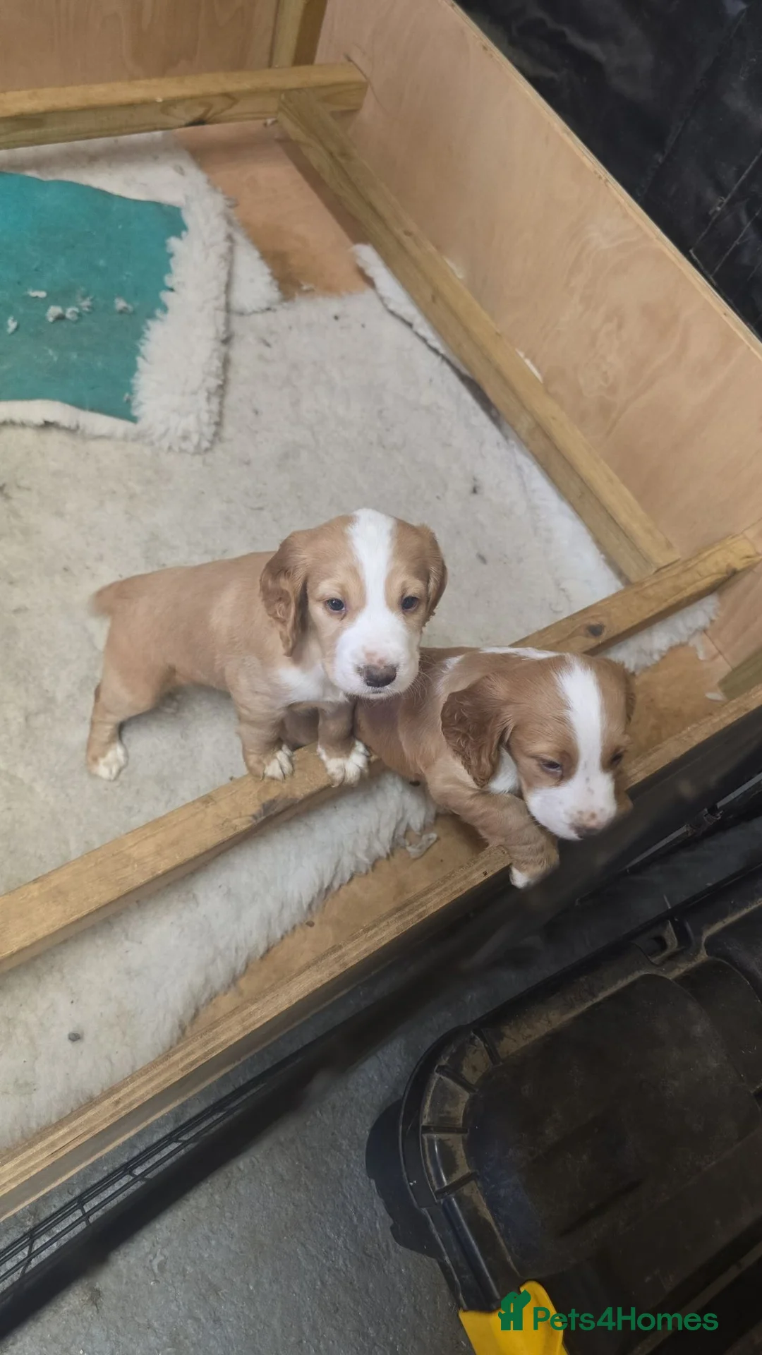 Cocker Spaniel dogs for sale: KC Lemon Roan Cocker Spaniel pups - Advert 2