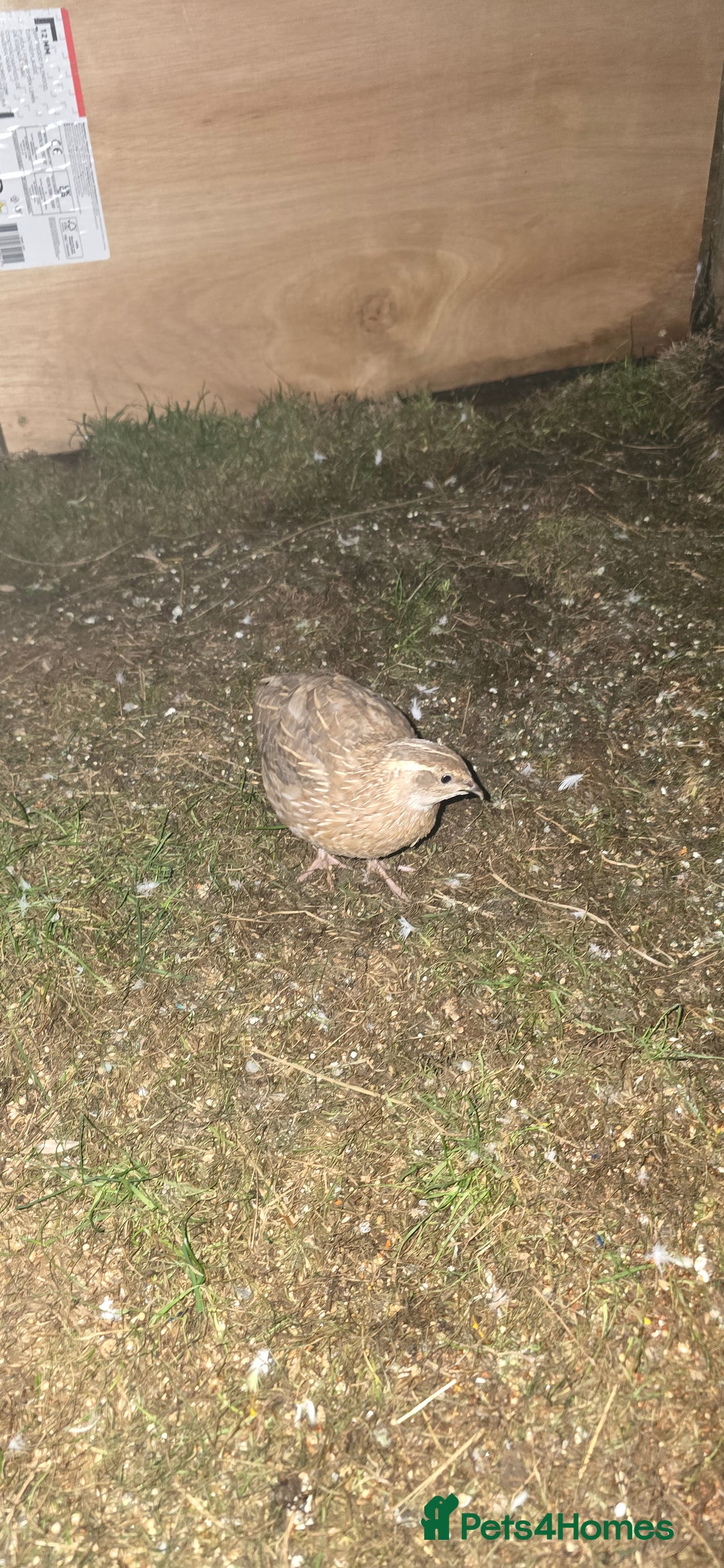 Quail poultry for sale: Female quails  - Image 2