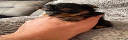 Yorkshire Terrier dogs for sale: Yorkshire Terrier Pups - Advert 11