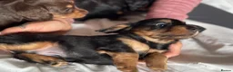 Miniature Dachshund dogs for sale: Black&Tan Puppies Looking for Their Forever Homes! - Advert 6