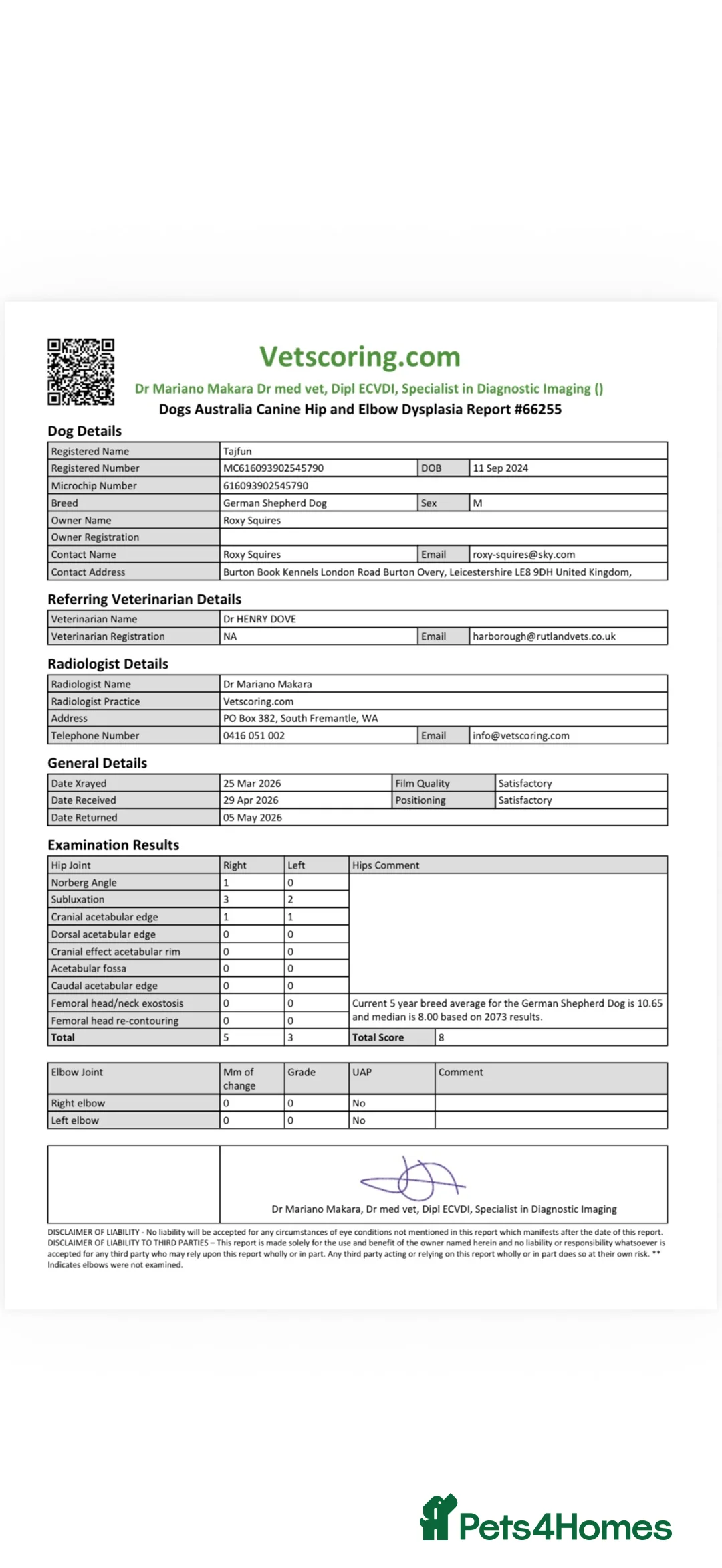 German Shepherd dogs for stud: ⭐️ Vonrocka tajfun ⭐️ - Advert 7