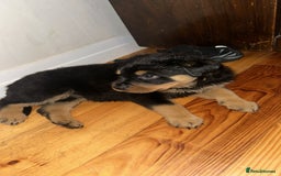 Rottweiler dogs for sale: Rottweiler puppies  - Advert 11