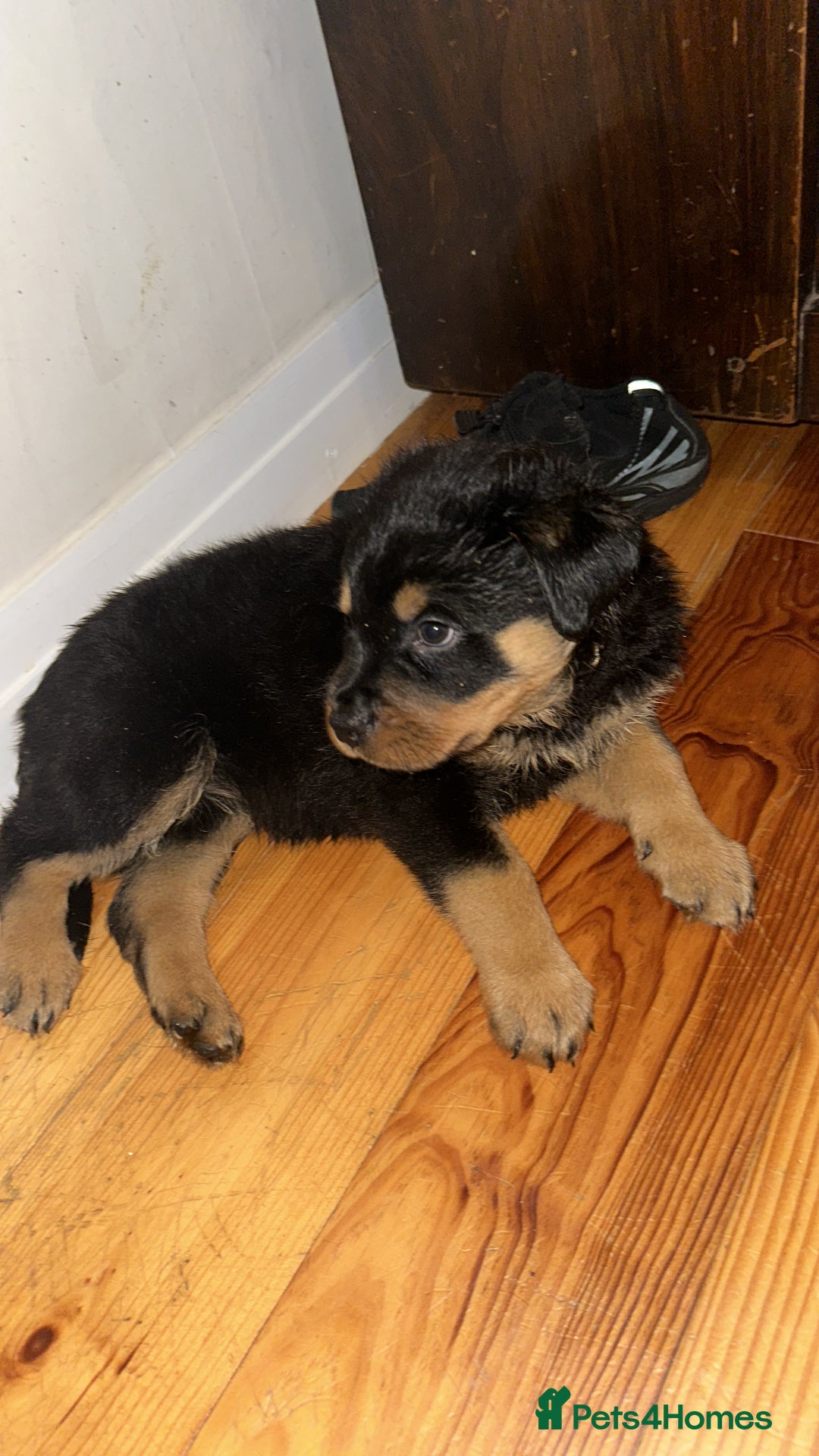 Rottweiler dogs for sale: Rottweiler puppies  - Advert 11