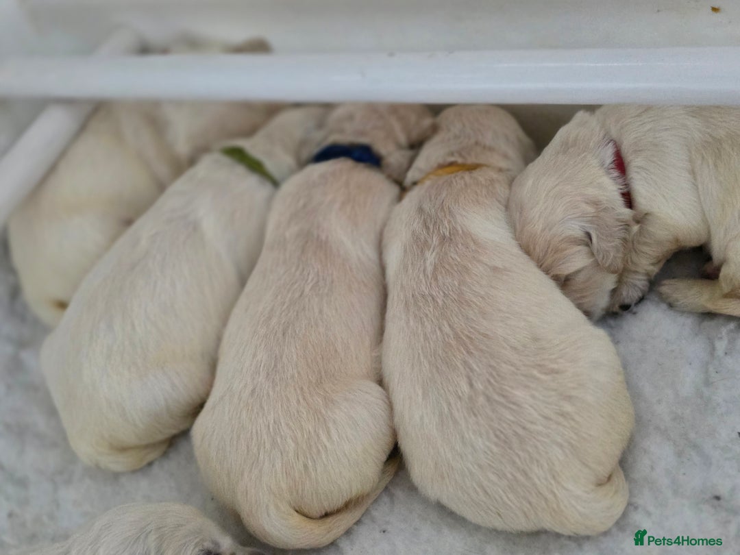 Golden Retriever dogs for sale: Gorgeous KC registered puppies for sale - Image 11