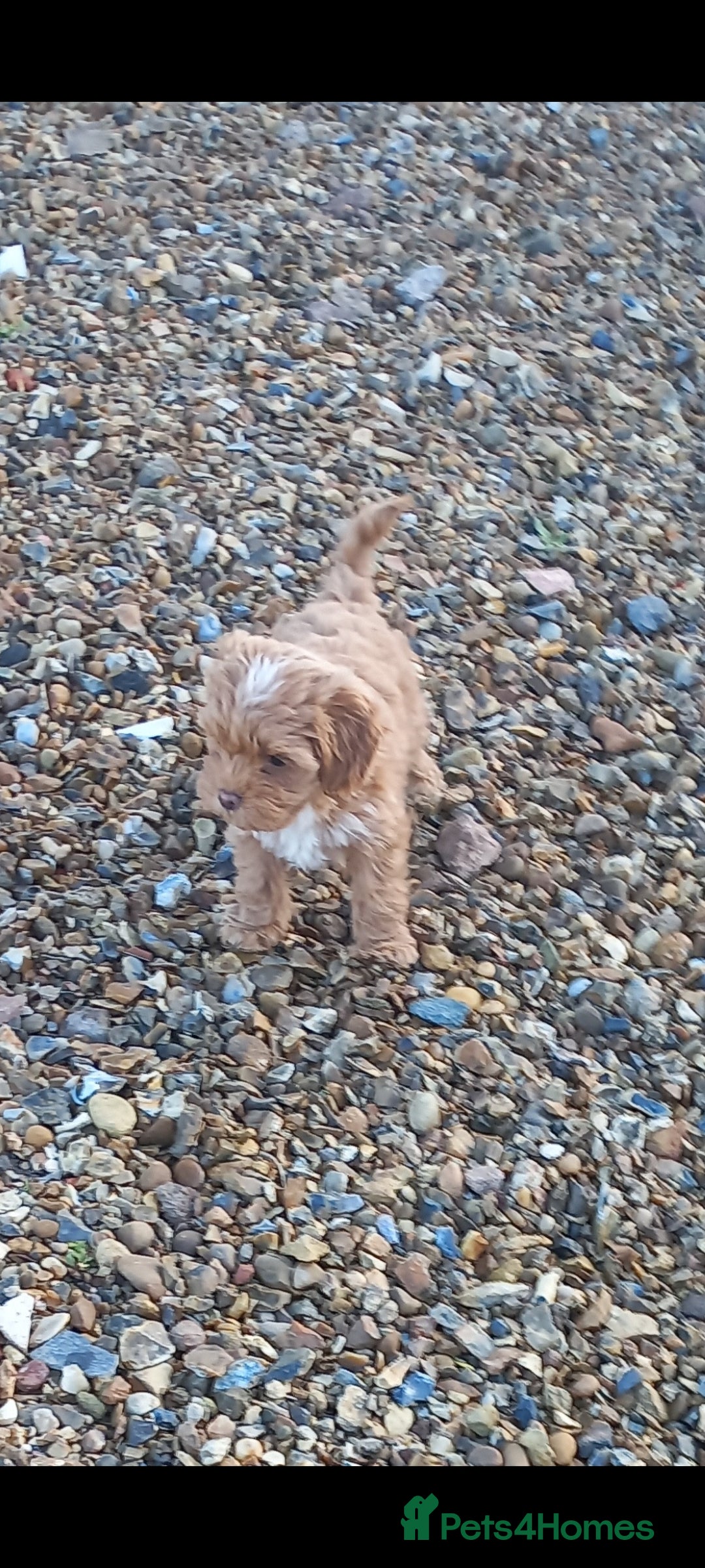Maltipoo dogs for sale: Maltipoo puppies  - Advert 7