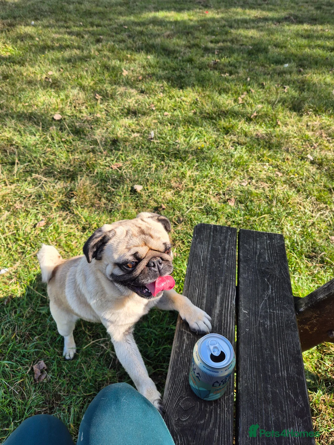Pug dogs for sale: Male pug - Advert 2