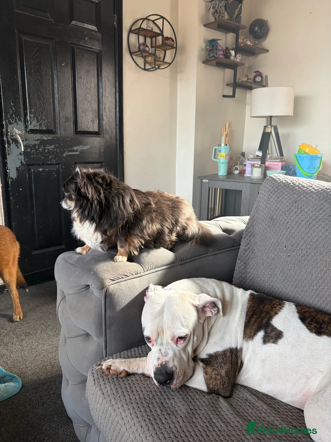 American Bulldog dogs for sale: Unfortunate sale in North Shields - Advert 2