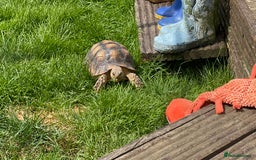 Tortoise reptiles for sale: Sulcata Tortoise - Image 3