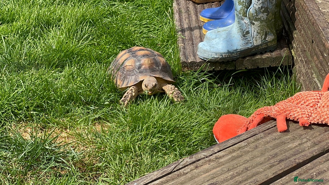 Tortoise reptiles for sale: Sulcata Tortoise - Image 3