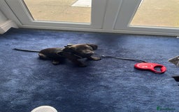 Mixed Breed dogs for sale: 6 month old Rocco - Image 6