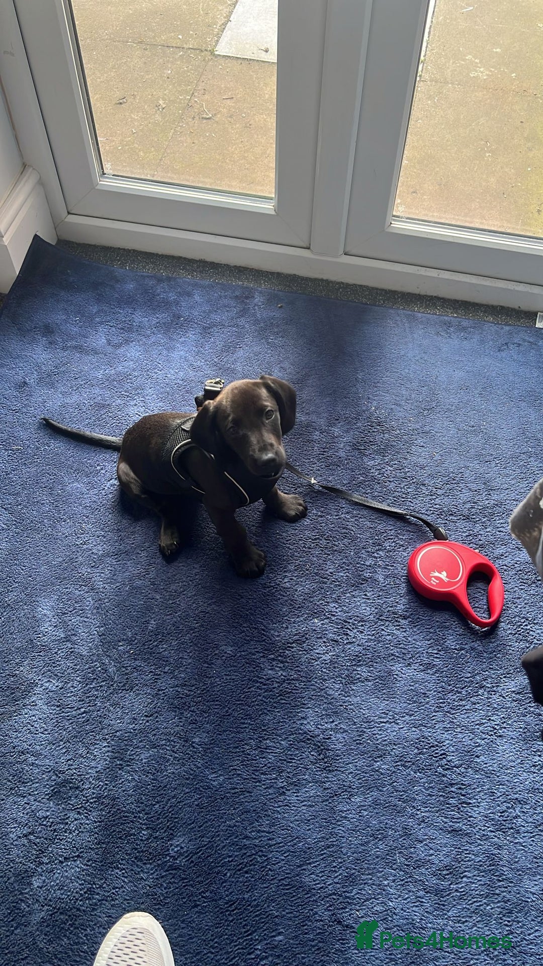 Mixed Breed dogs for sale: 6 month old Rocco - Image 6