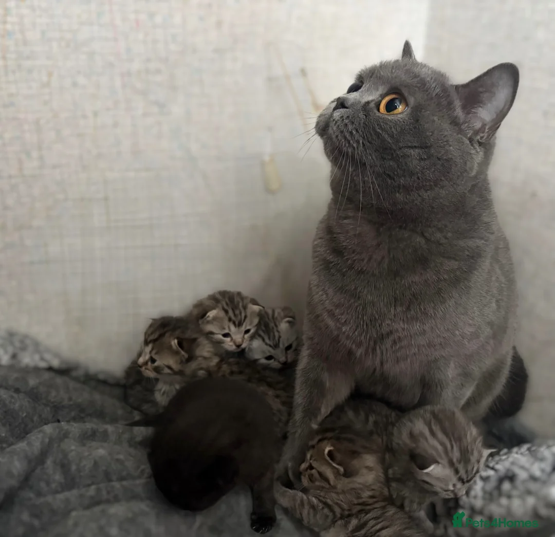 Mixed Breed cats for sale: 5 beautiful kittens looking for forever home - Advert 2