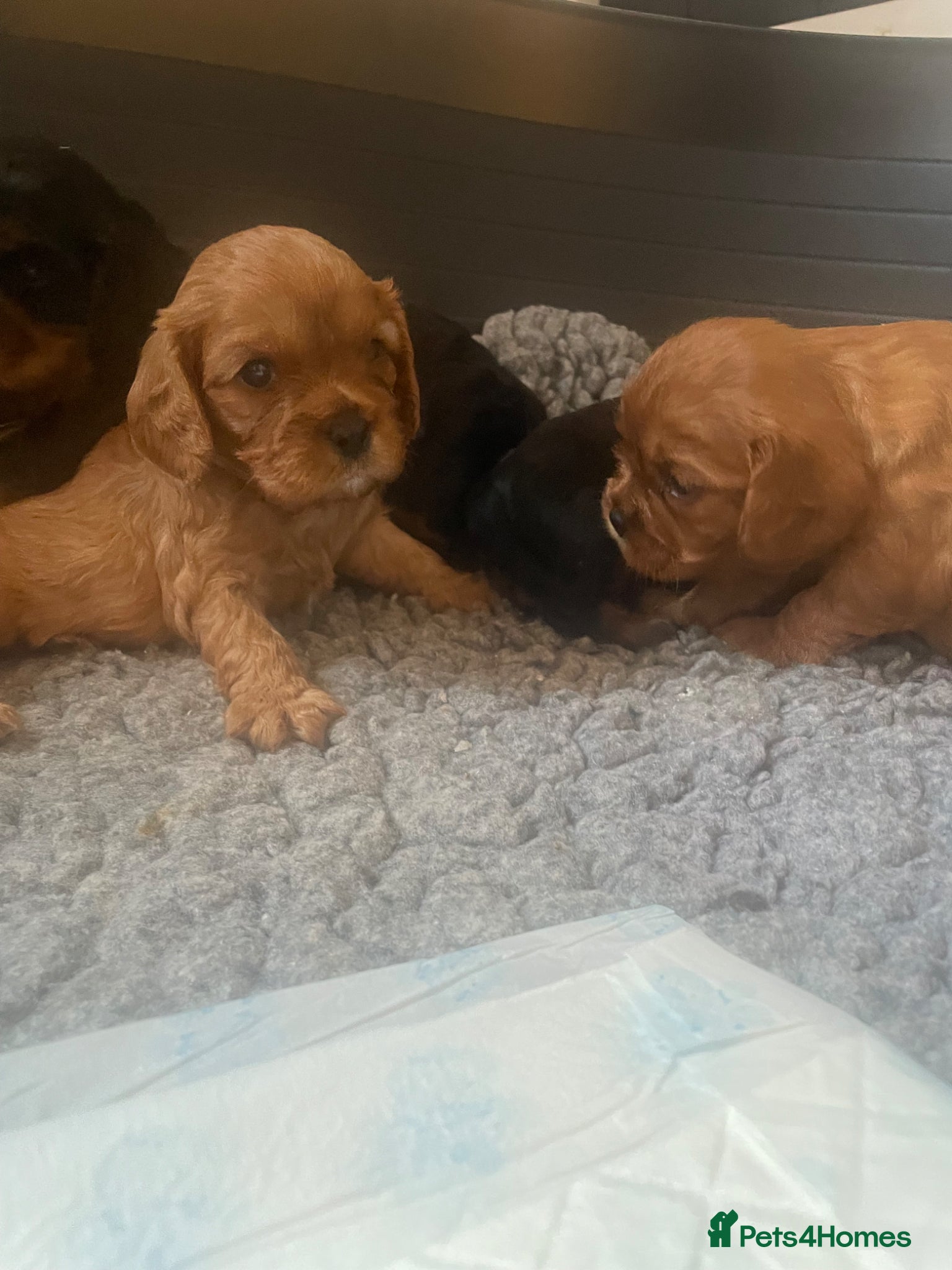 Cavalier King Charles Spaniel dogs for sale: King Charles cavalier babies  - Advert 26