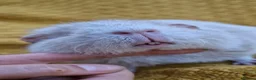 Guinea Pig rodents for sale: Mother & daughter duel - Advert 5