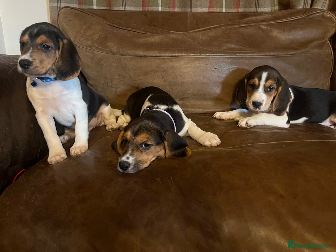 Beagle dogs for sale: Stunning beagles  - Image 5