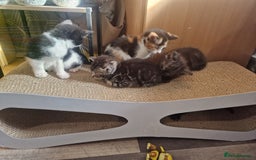 Ragamese cats for sale: 7 beautiful kitten  - Image 21
