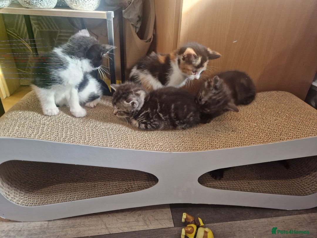Ragamese cats for sale: 7 beautiful kitten  - Image 21